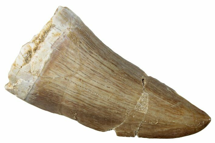 Fossil Mosasaur (Mosasaurus) Tooth - Morocco #259969